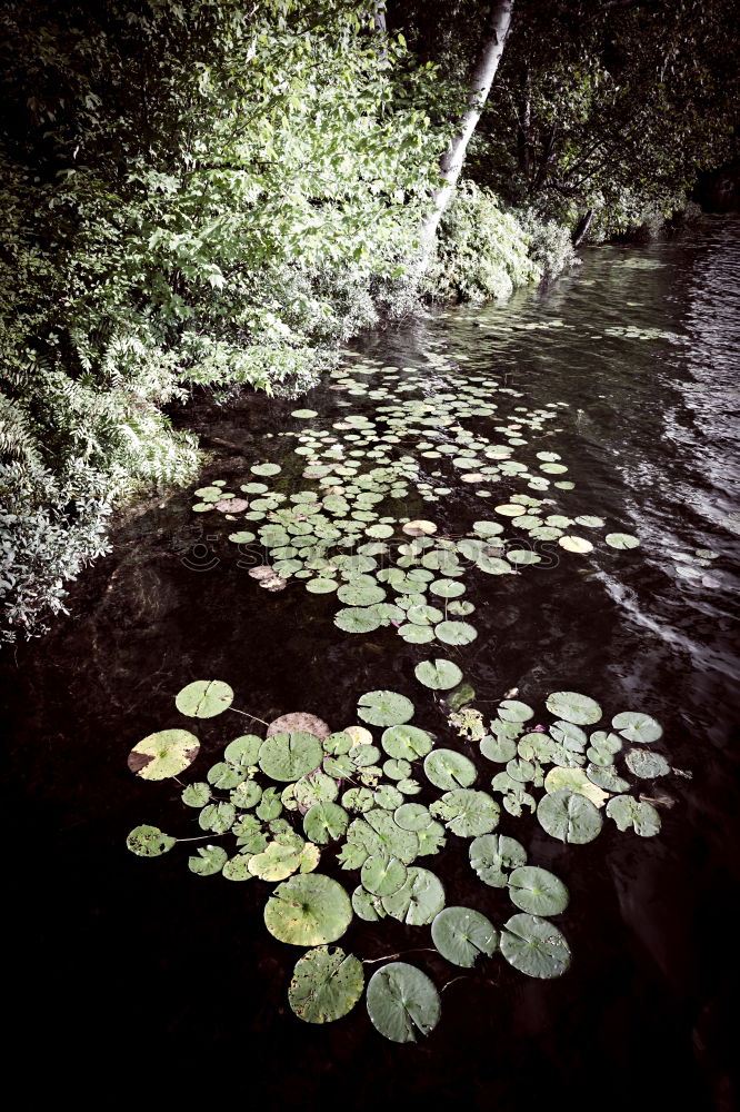 Similar – Image, Stock Photo a day at the pond Plant