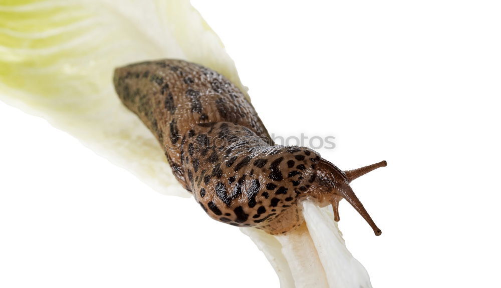 Similar – Zweisam : Tadpoles of the Grass Frog