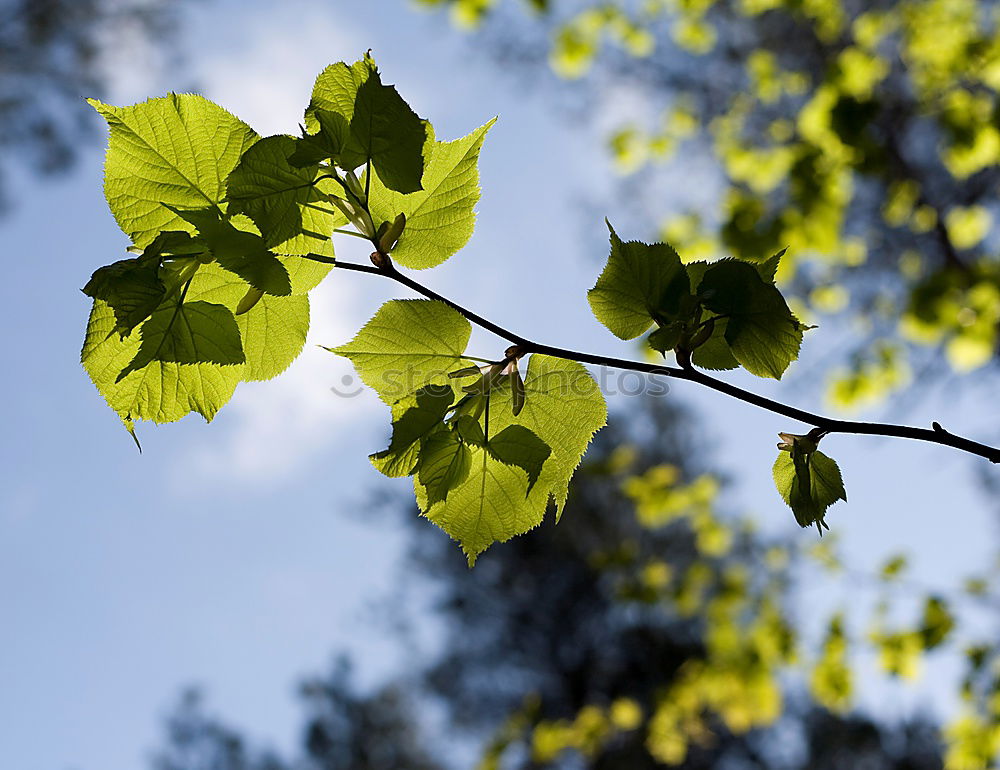 Similar – Image, Stock Photo chestnut tree I Nature