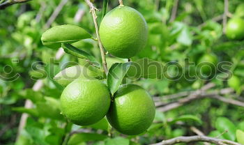 Similar – Avocado fruit on the tree