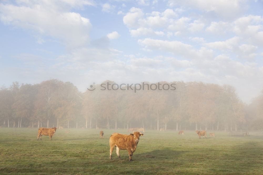 Similar – ground fog Nature