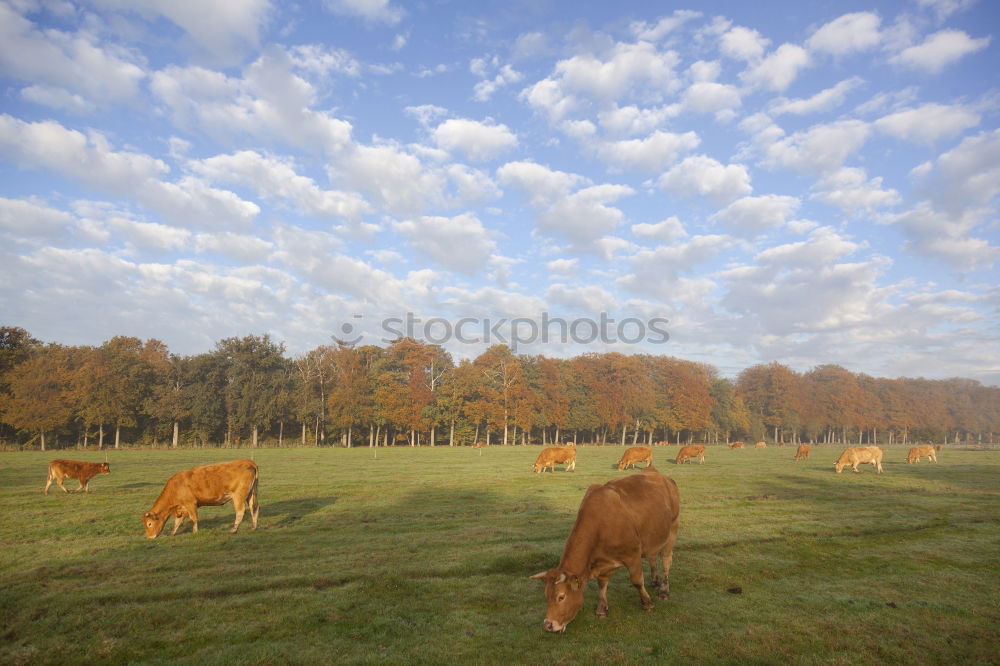 Similar – Image, Stock Photo on the field. Harmonious