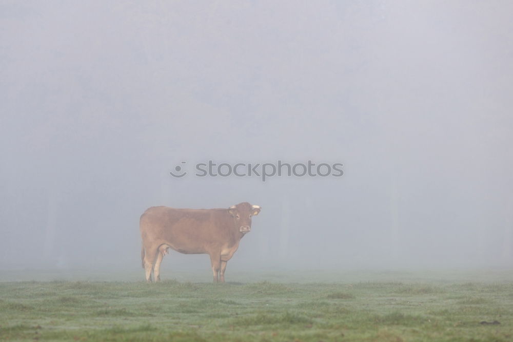 Similar – Image, Stock Photo no a Hirsch Nature Animal