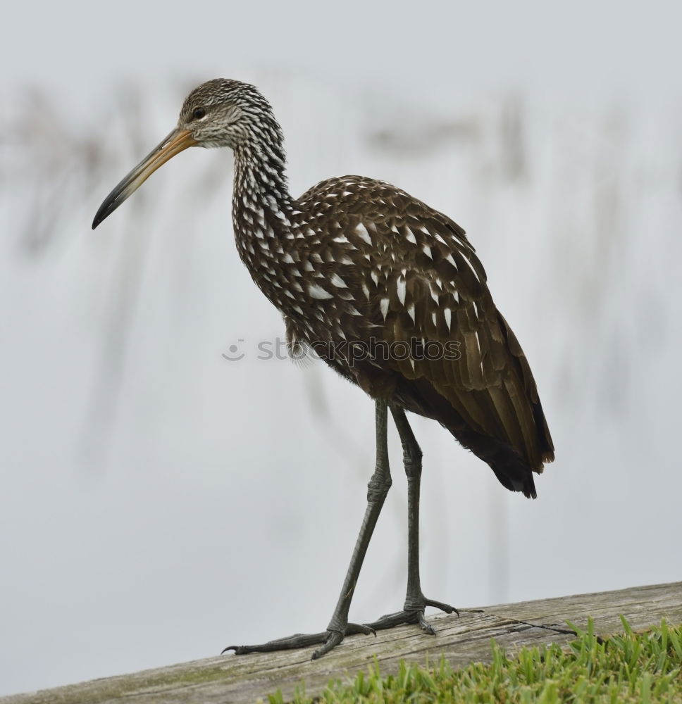 Similar – Image, Stock Photo Giant Kingfisher