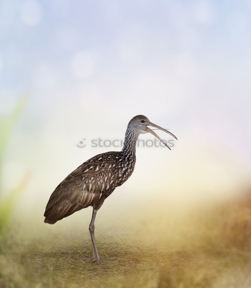 Similar – Image, Stock Photo bird Eating Ocean Nature