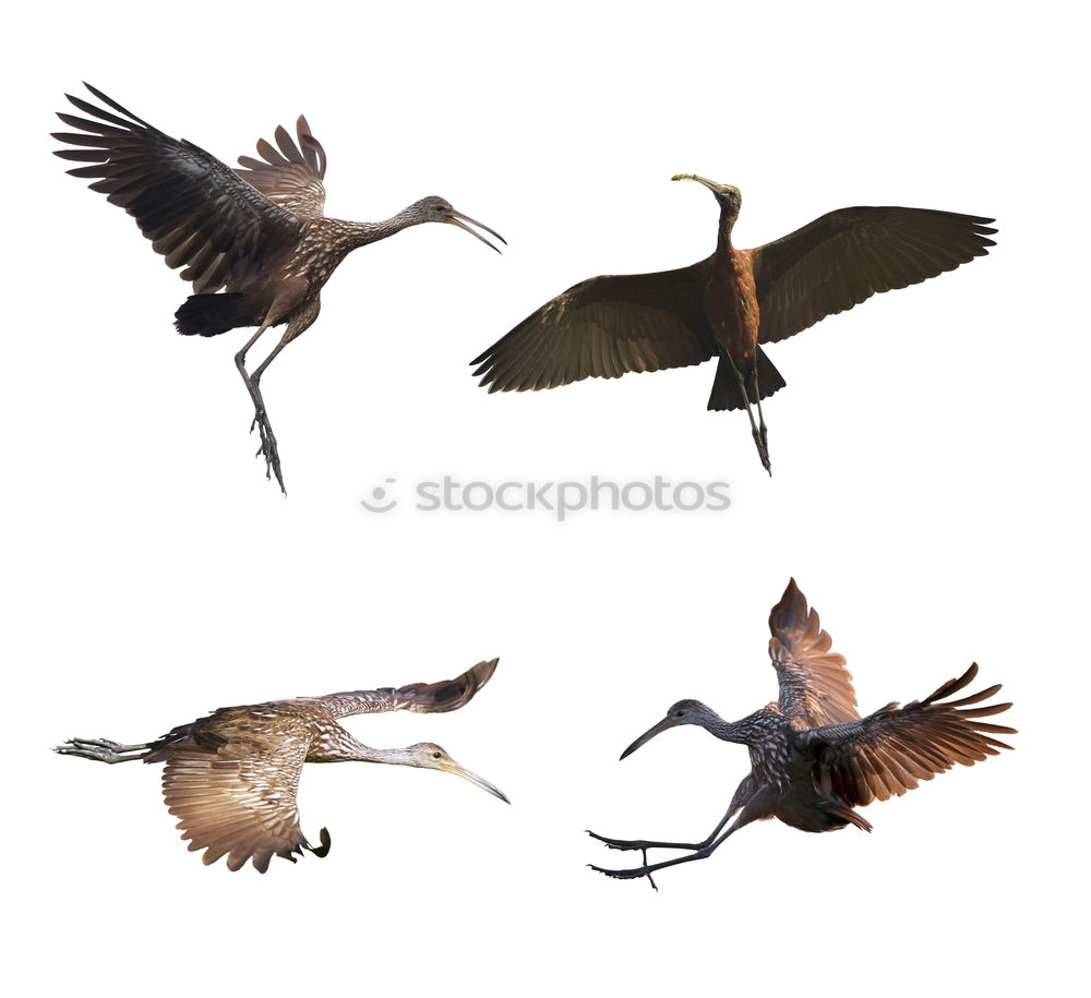 Similar – Image, Stock Photo Flying geese birds. Ink black and white drawing