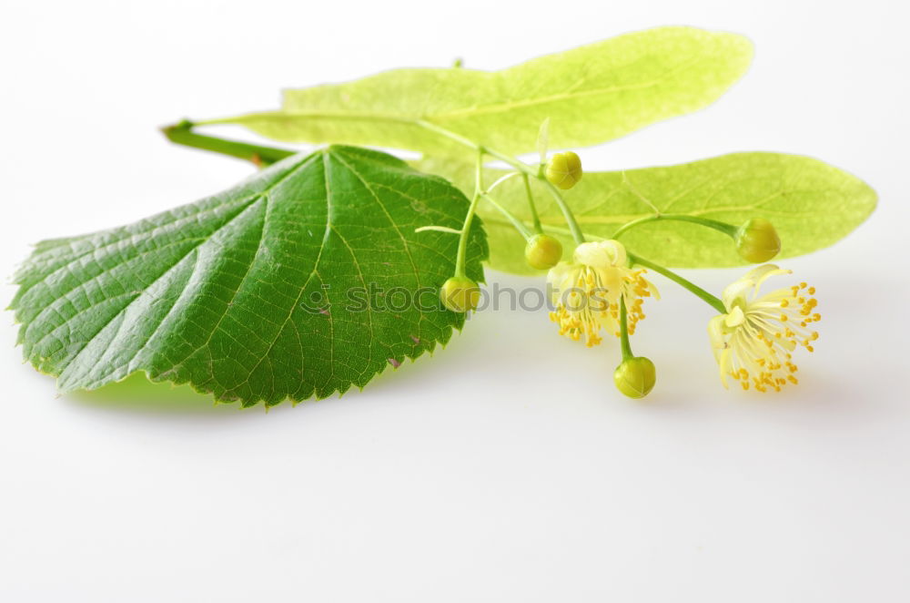 Similar – Image, Stock Photo Caper; Capparis; spinosa