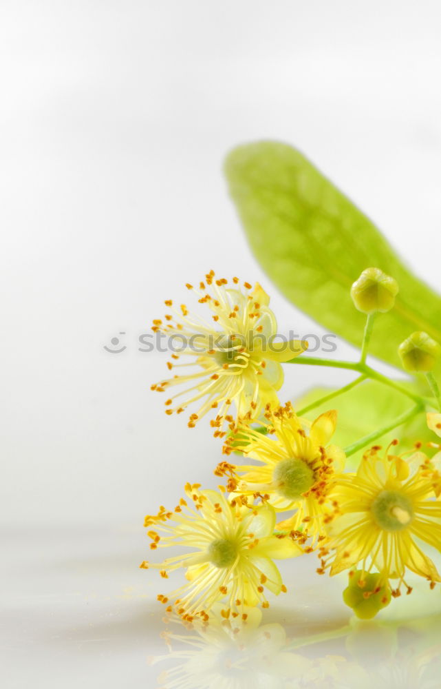 Similar – Image, Stock Photo Beautiful garden flowers with leaves and flowers