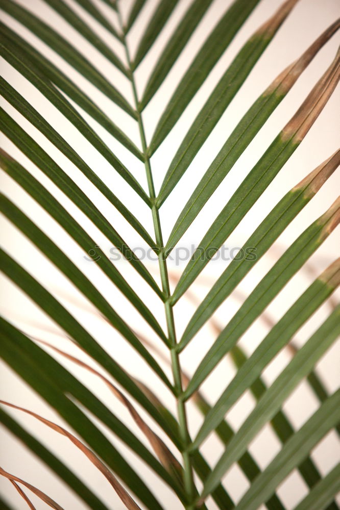 Similar – palm fronds Palm tree