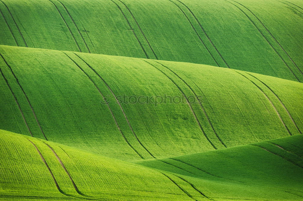 Similar – rapeseed patches