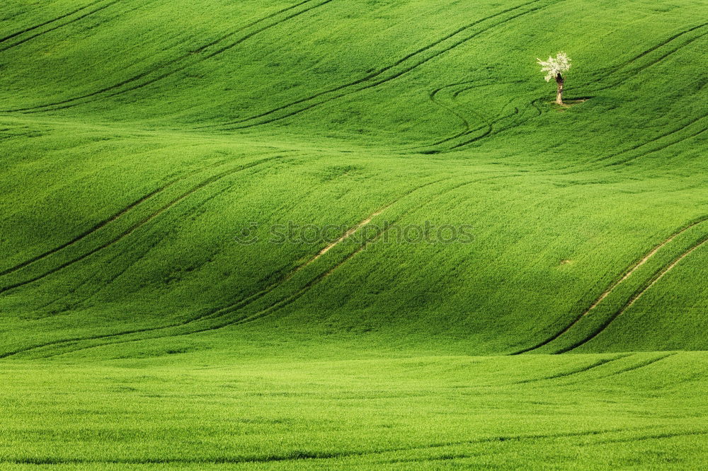 Similar – rapeseed patches