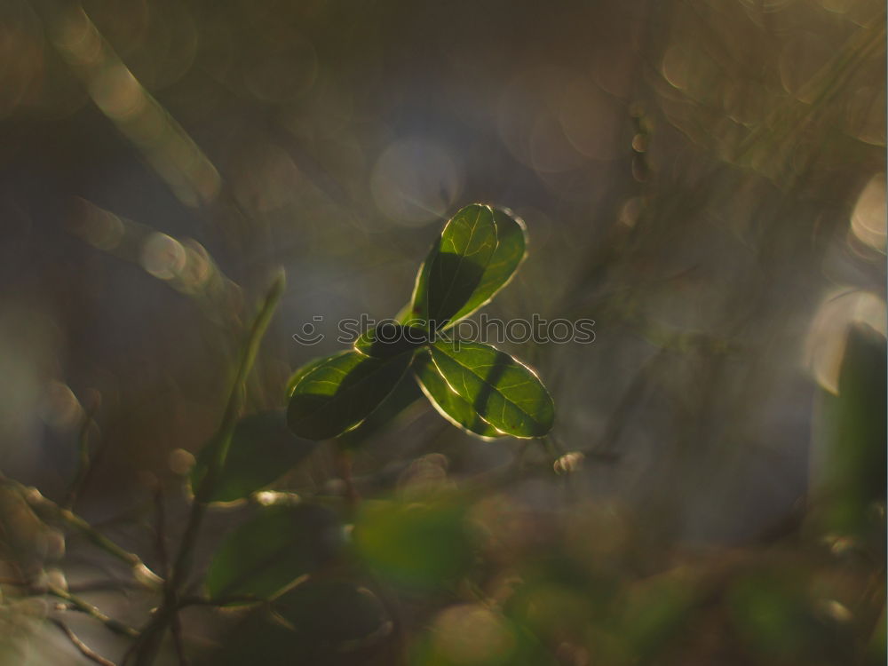 Similar – Image, Stock Photo Acorn and tree leaves in autumn