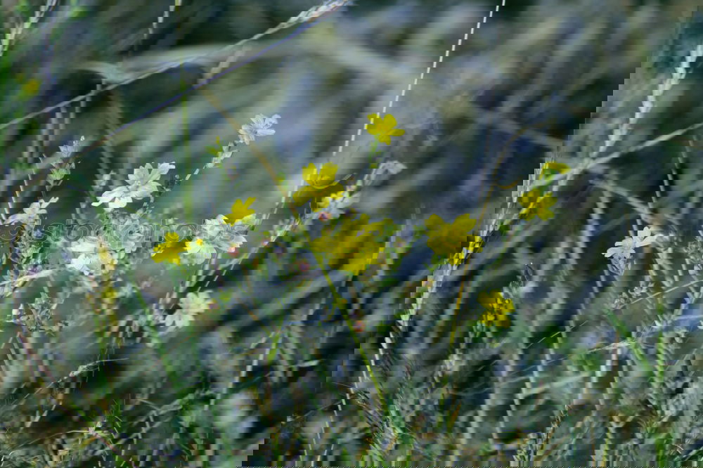 Similar – Foto Bild Salbei und Goldrute