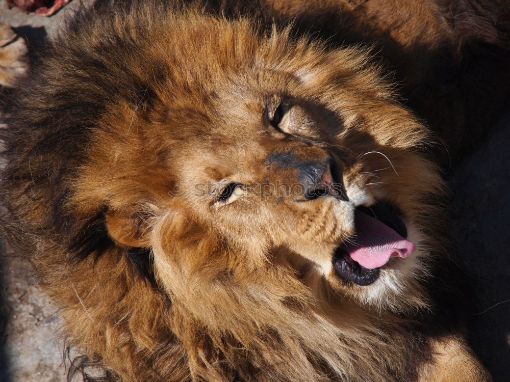 Similar – Close up side portrait of male African lion