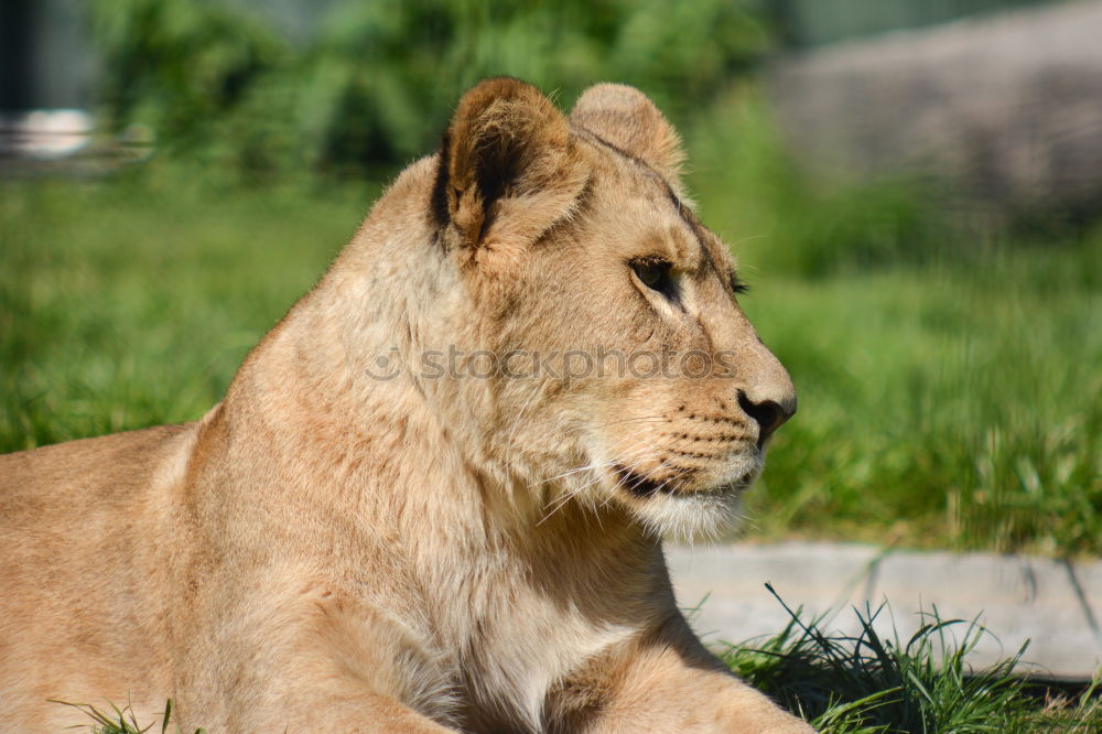 Similar – Image, Stock Photo In the view of the lioness