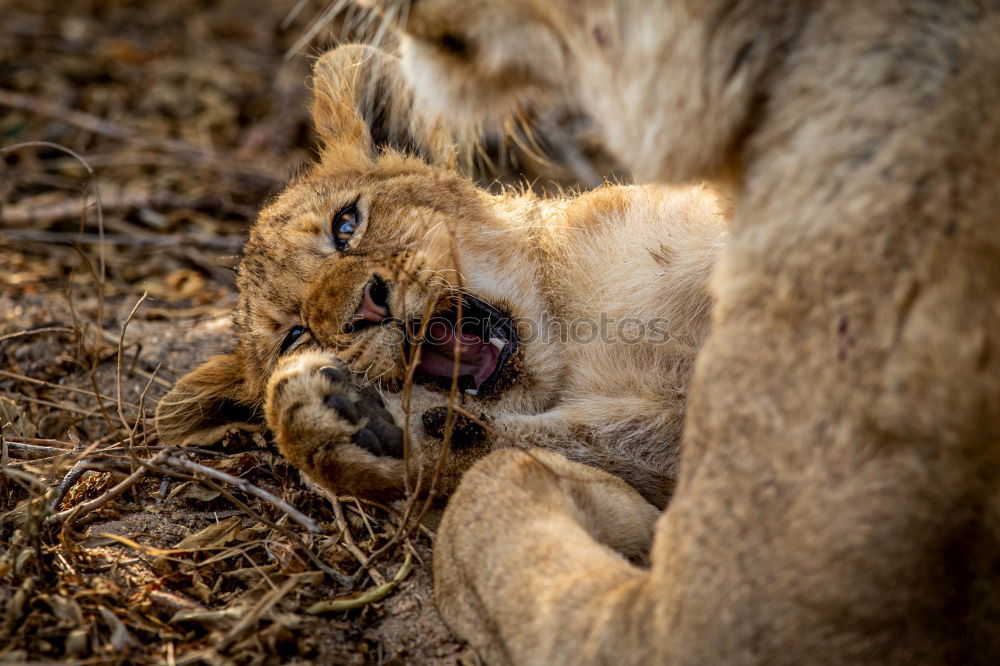 Similar – Close up side portrait of male African lion