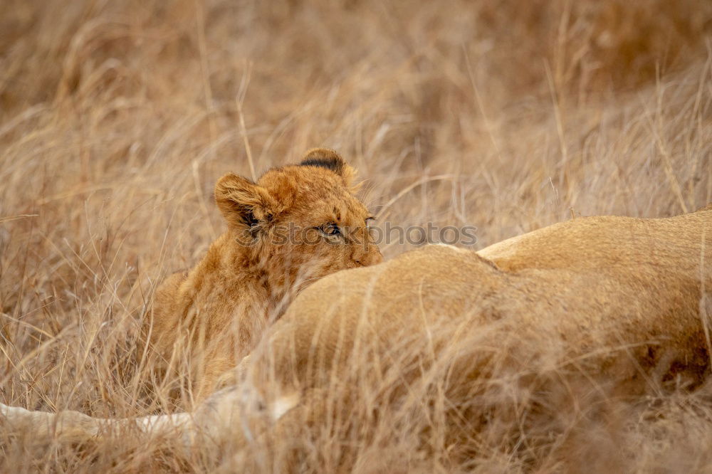 Similar – The Queen Lioness King