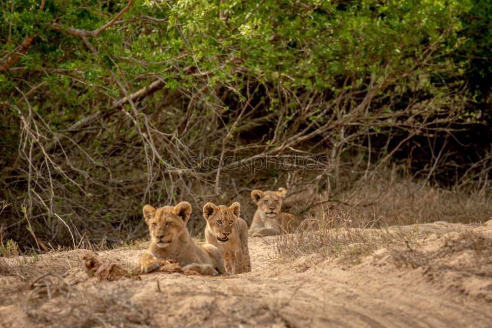 Similar – Image, Stock Photo Large flap Lion Baby lion