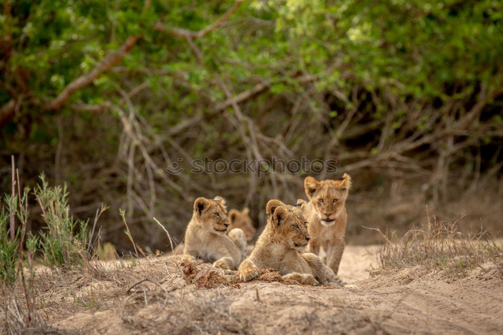 Similar – Image, Stock Photo Large flap Lion Baby lion
