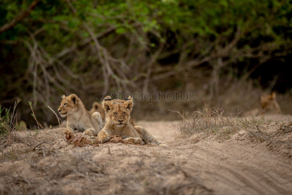 Similar – Image, Stock Photo Large flap Lion Baby lion