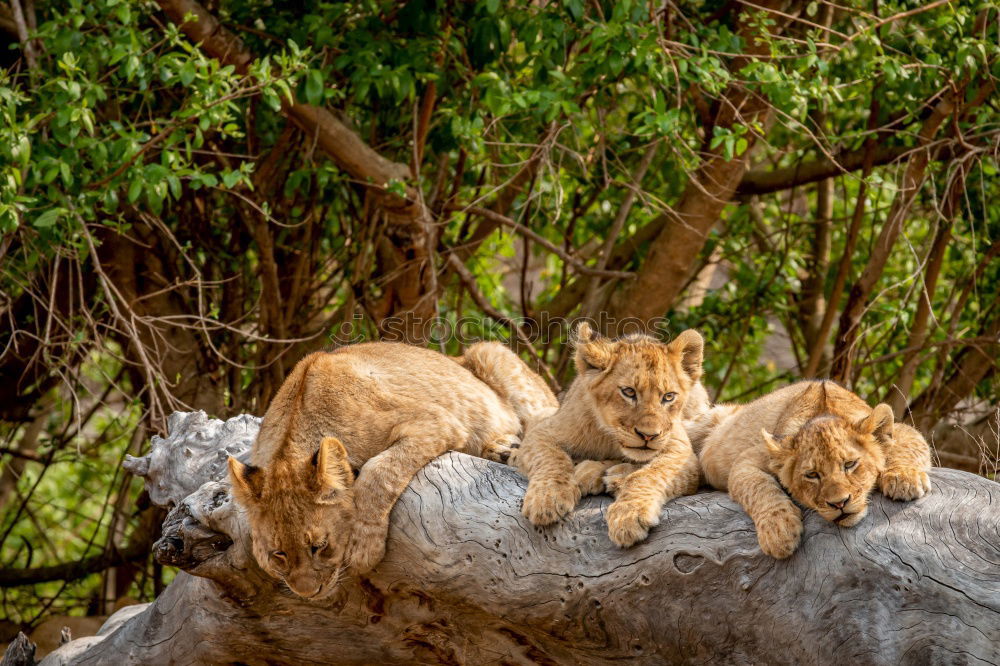 Similar – Image, Stock Photo Resting Lions Zoo 2 Animal