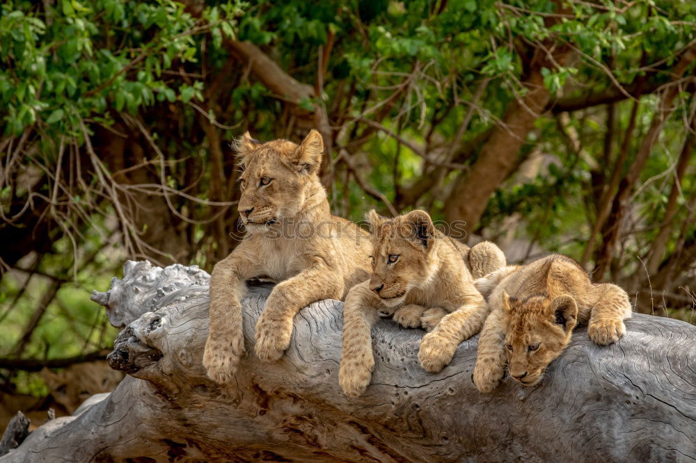 Similar – Image, Stock Photo Large flap Lion Baby lion