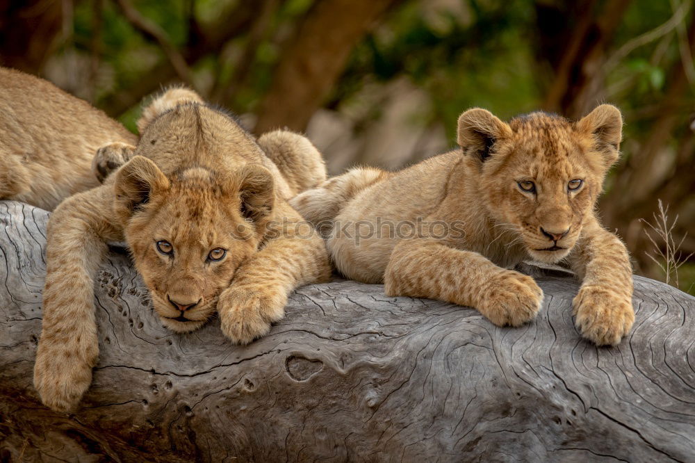 Similar – Image, Stock Photo Resting Lions Zoo 2 Animal