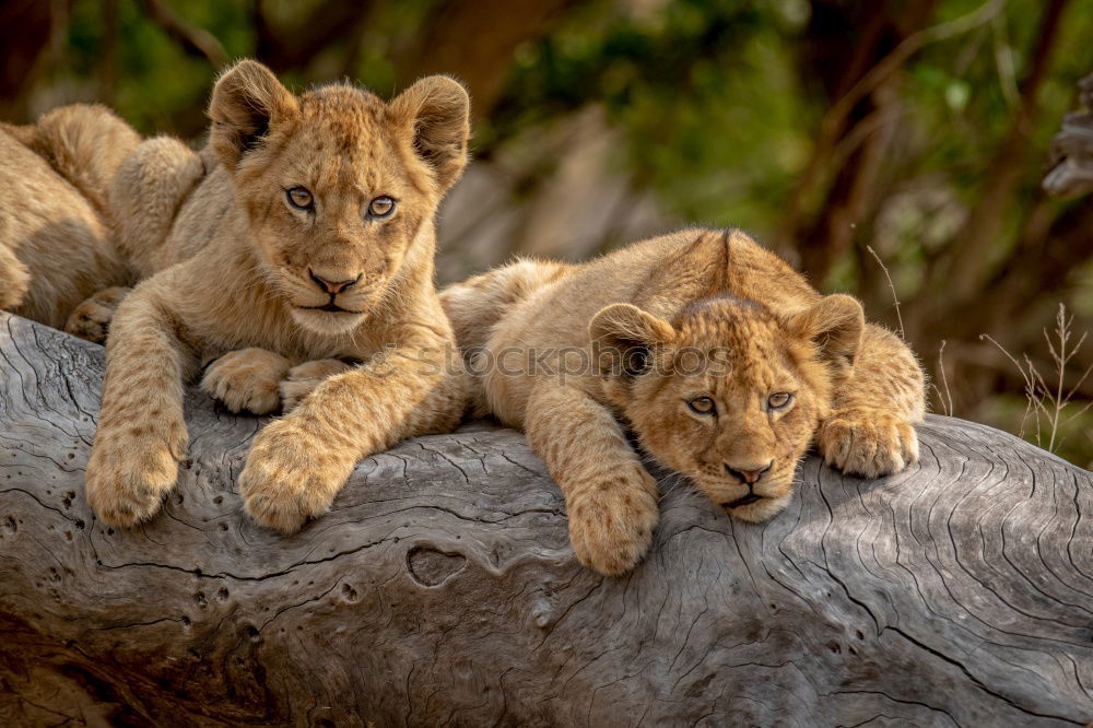 Similar – Image, Stock Photo Resting Lions Zoo 2 Animal