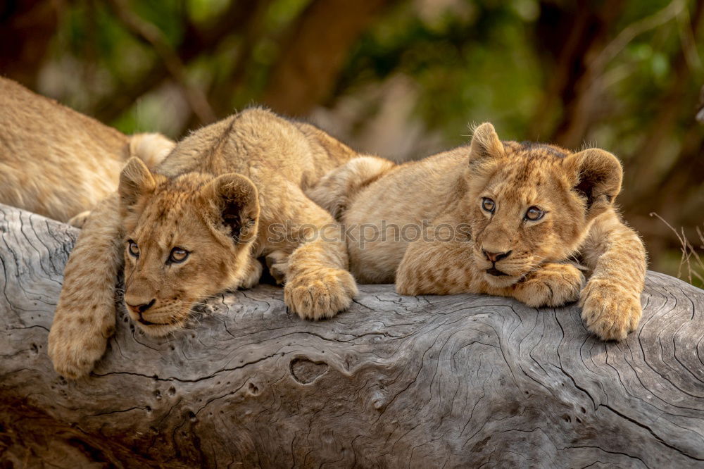 Similar – Image, Stock Photo Resting Lions Zoo 2 Animal