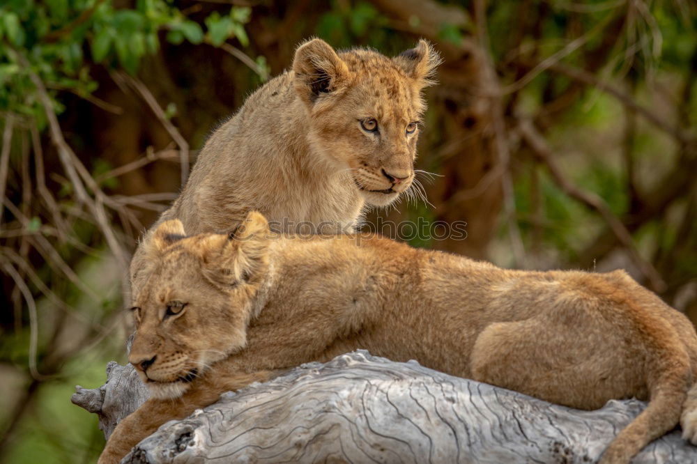 Similar – Image, Stock Photo Resting Lions Zoo 2 Animal