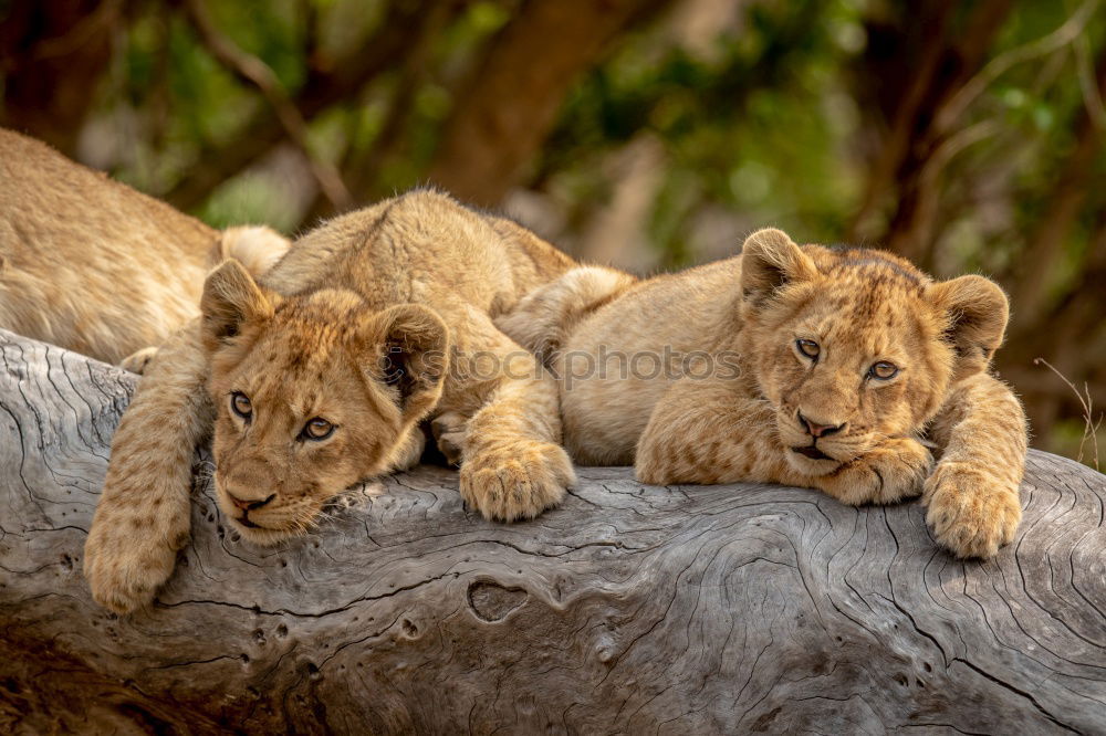 Similar – Image, Stock Photo Resting Lions Zoo 2 Animal