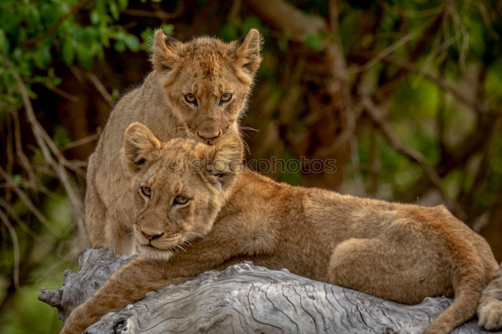 Image, Stock Photo Resting Lions Zoo 2 Animal
