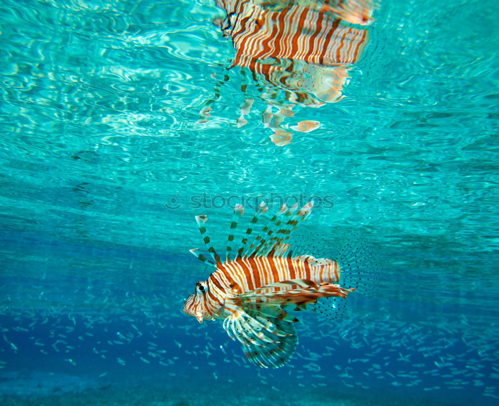 Similar – Foto Bild Under the sea III