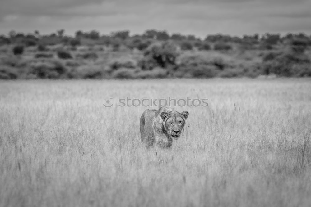 Similar – lions field Africa