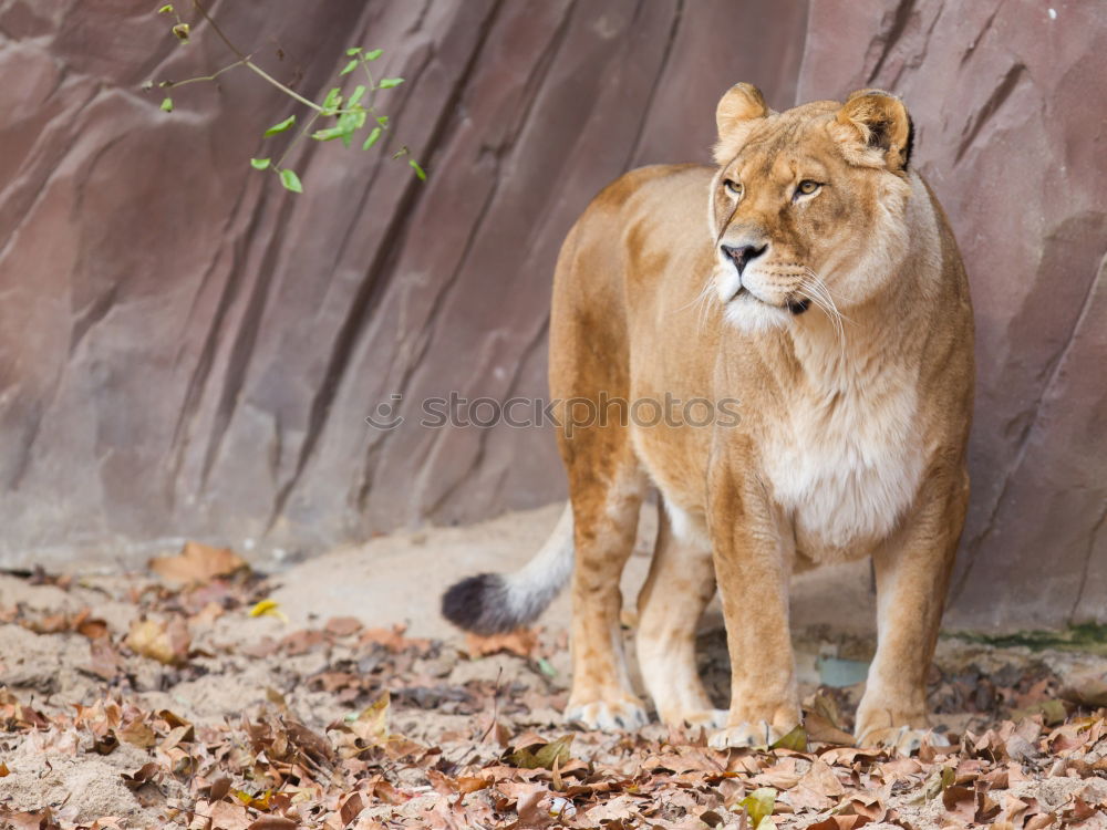 Similar – Image, Stock Photo In the view of the lioness