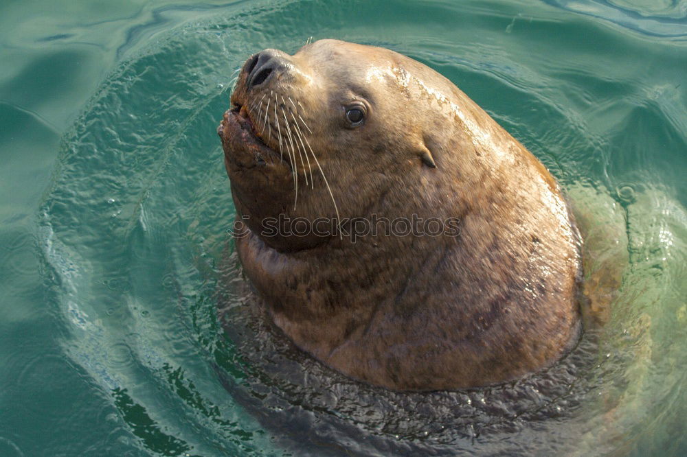 Similar – seals Environment Nature