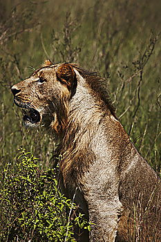 Image, Stock Photo Brown bear (Ursus arctos)