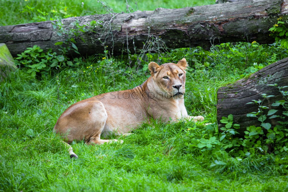 Similar – Image, Stock Photo In the view of the lioness