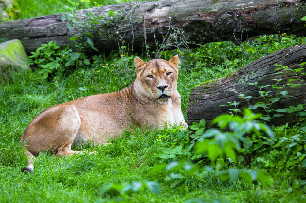 Image, Stock Photo In the view of the lioness