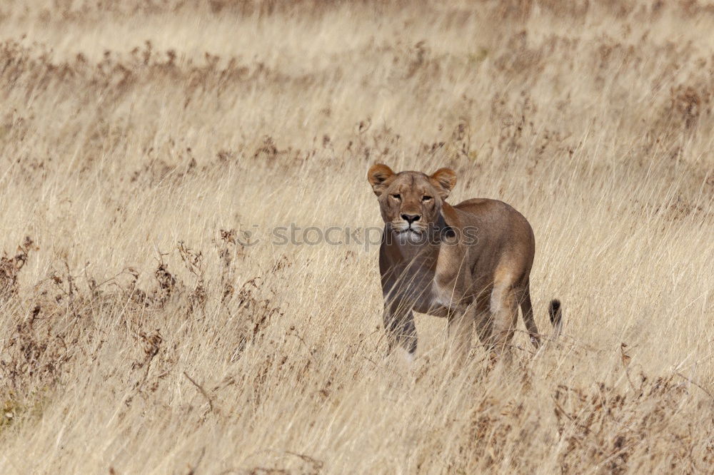 jackal Grass Bushes