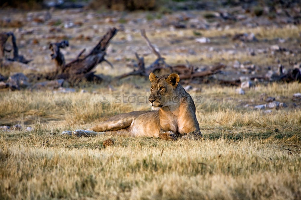 Similar – The Queen Lioness King