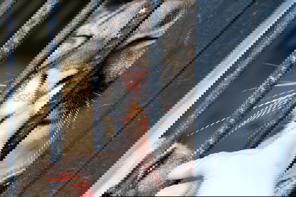 Similar – Foto Bild REH-AUGEN Reh Rehauge