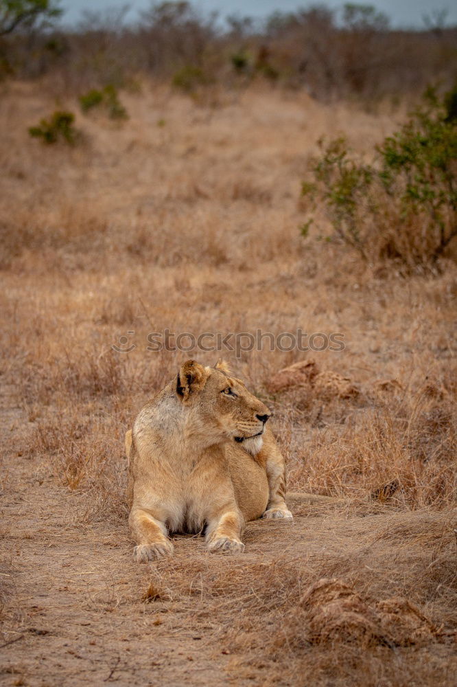 Similar – The Queen Lioness King