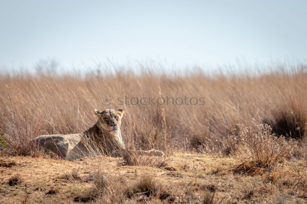 Similar – Image, Stock Photo wildebeest Safari Sand Sky