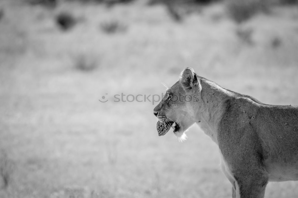 Similar – black cat Meadow Animal