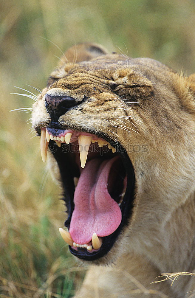 Similar – Image, Stock Photo hear me scream! Nature