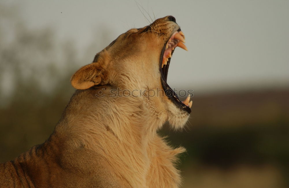 Similar – Image, Stock Photo hear me scream! Nature