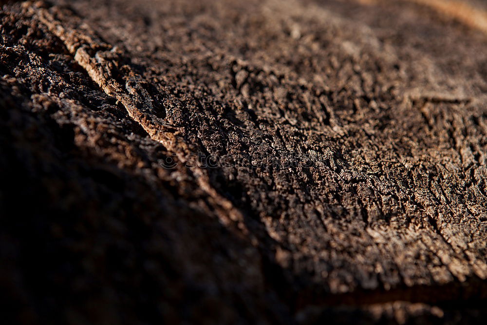 Similar – Image, Stock Photo wood Environment Nature