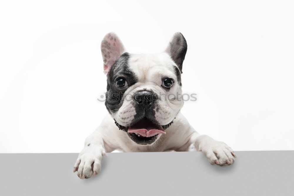 Similar – Boston Terrier Joy Animal