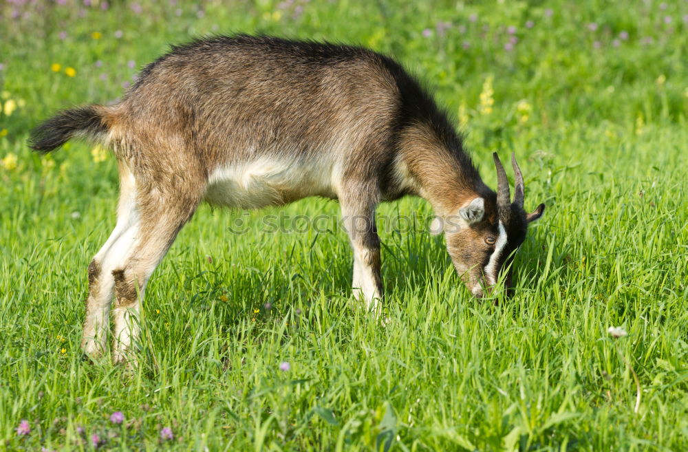 Similar – Foto Bild Gestatten: Kartoffelpü Reh